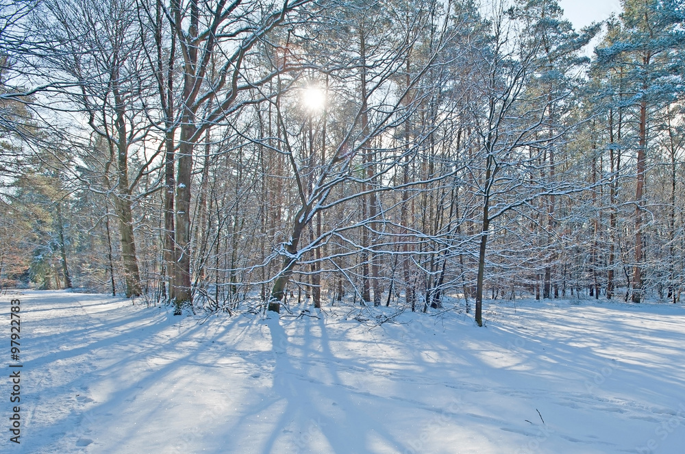 Fototapeta premium Snowy forest in sunlight in winter