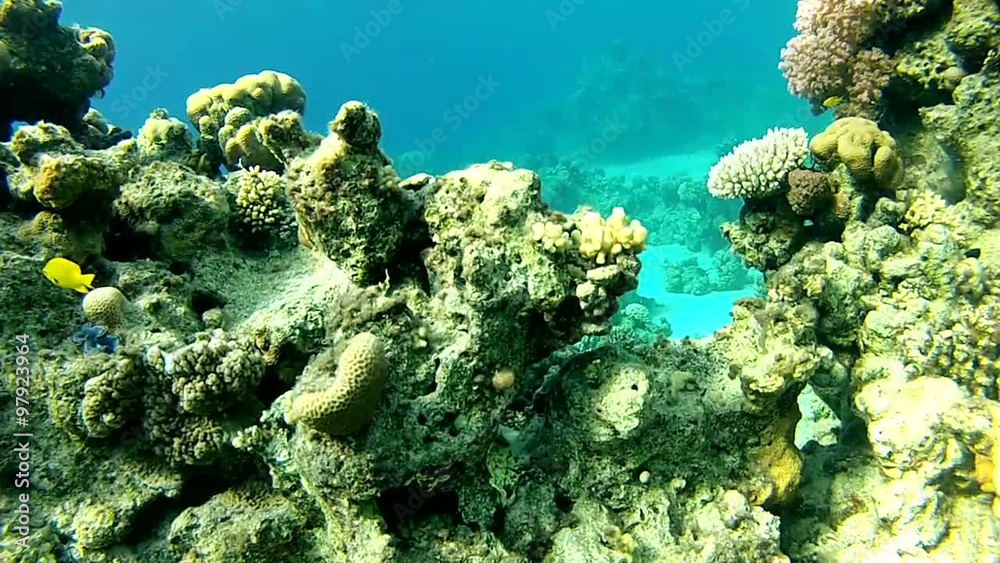 coral reef underwater in the red sea. corals and fish
coral reef underwater in the red sea. corals and fish