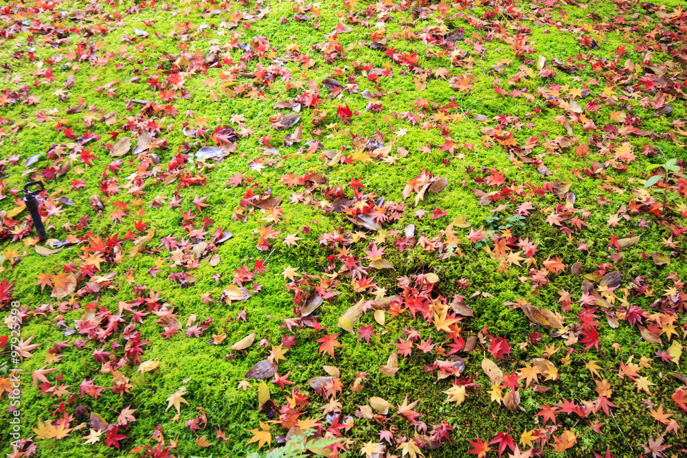 Fall season at in Kyoto, Japan