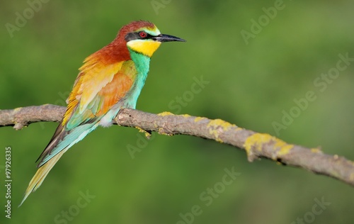 European bee-eater (Merops apiaster) on the branch