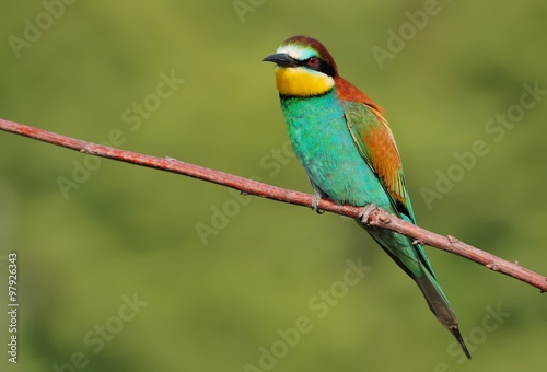 European bee-eater (Merops apiaster) on the branch © AlekseyKarpenko