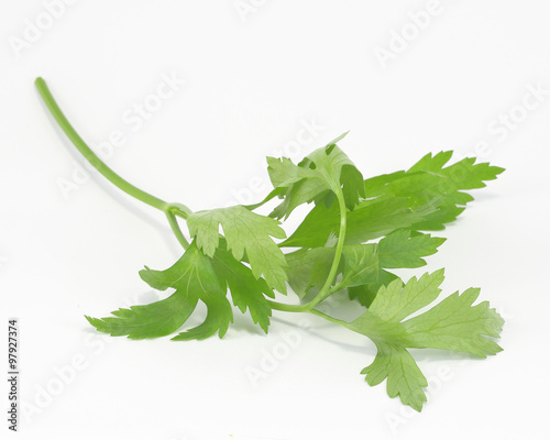 Herb Parsley on white background