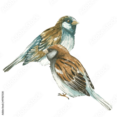 Two sparrow on white background