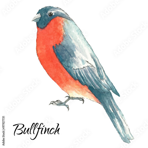 The bullfinch sits on the tree branch