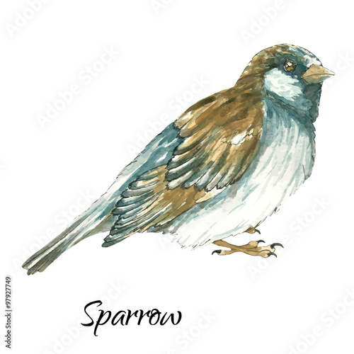 The sparrow on white background