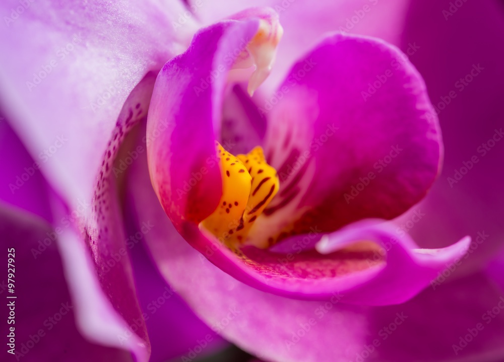 Pink orchid flower