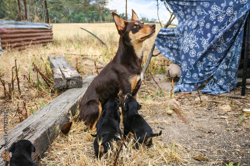 Australian kelpie sheep dog feeding puppies. photo