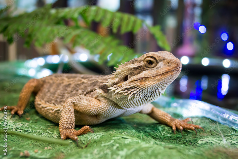 Fototapeta premium Pogona vitticeps