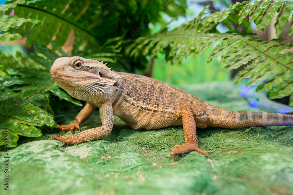 Naklejka premium Pogona vitticeps
