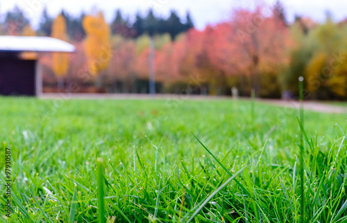 Background autumn park of Fresh Green Grass Field