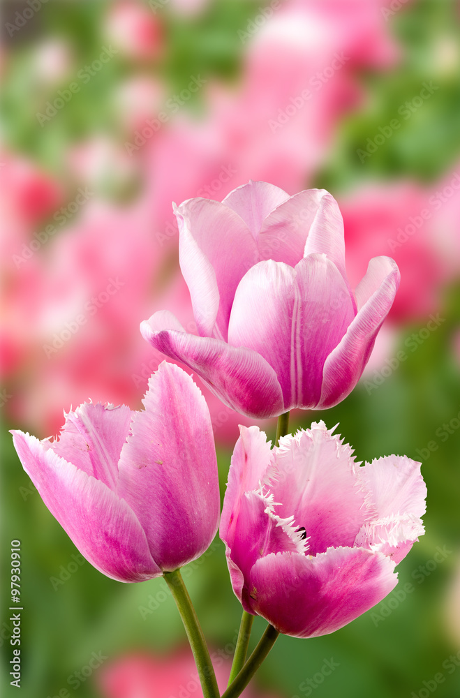 image of many beautiful tulips in the garden closeup