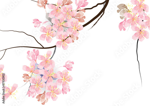 cherry blossom flowers with branch on white background, for card or object vector illustration