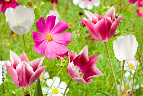  many different flowers in a park closeup