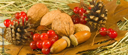 image of nuts and berries in autumn leaf close-up