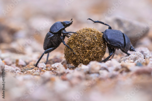 Two plugging dung beetles
