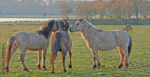 Horses in the light of dawn in winter