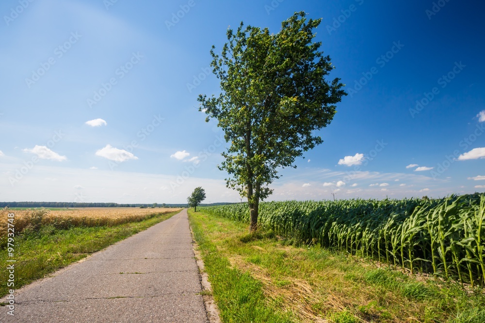 Asphalt road near fields