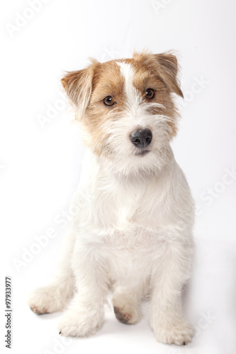 Young dog Jack Russell terrier on the white background