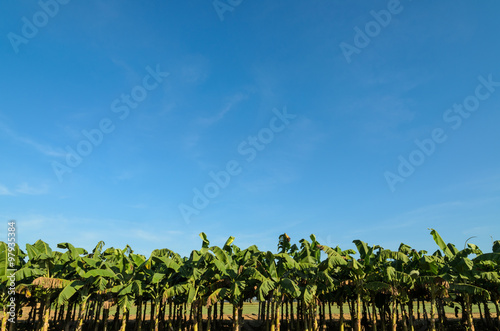 banana plantations