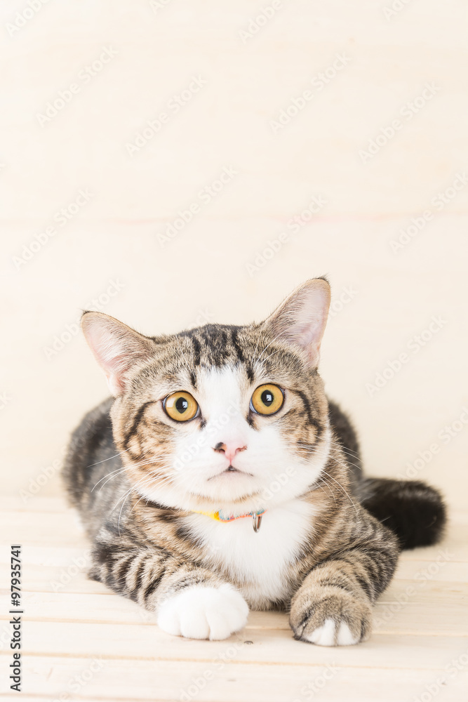 grey cat grey cat