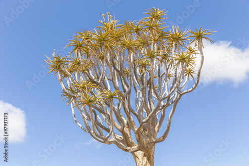 The quiver tree, or aloe dichotoma, or Kokerboom, in Namibia photo
