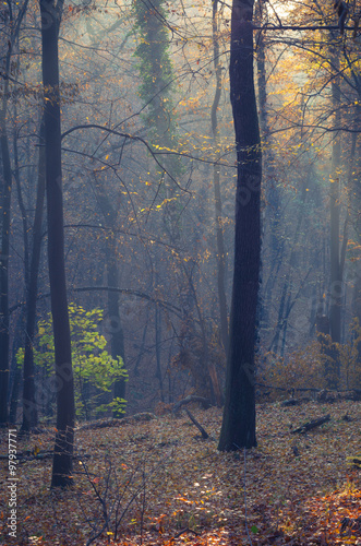 Sunbeams pour into the dark autumn forest