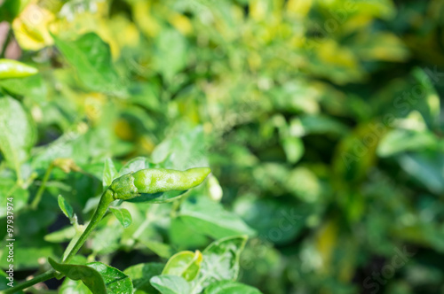 Young chili in the garden.