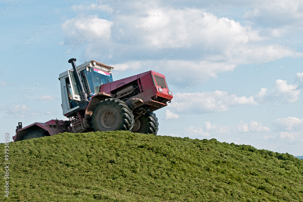 Fototapeta premium Weeled tractor rams green silo heap on blue sky background. 