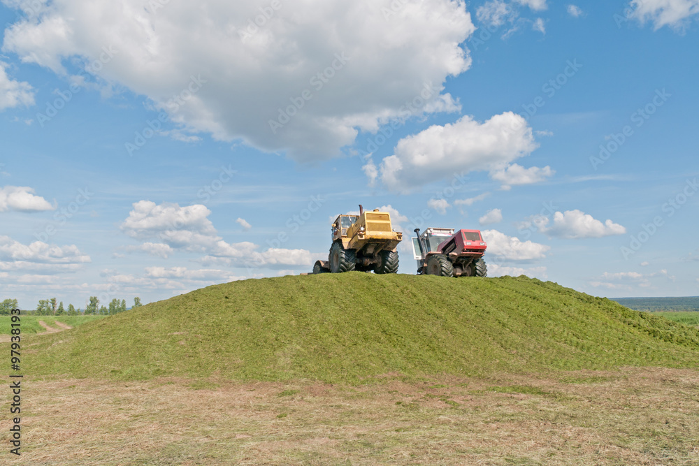 Weeled tractor rams green silo heap on blue sky background.
Weeled tractor rams green silo heap on blue sky background.