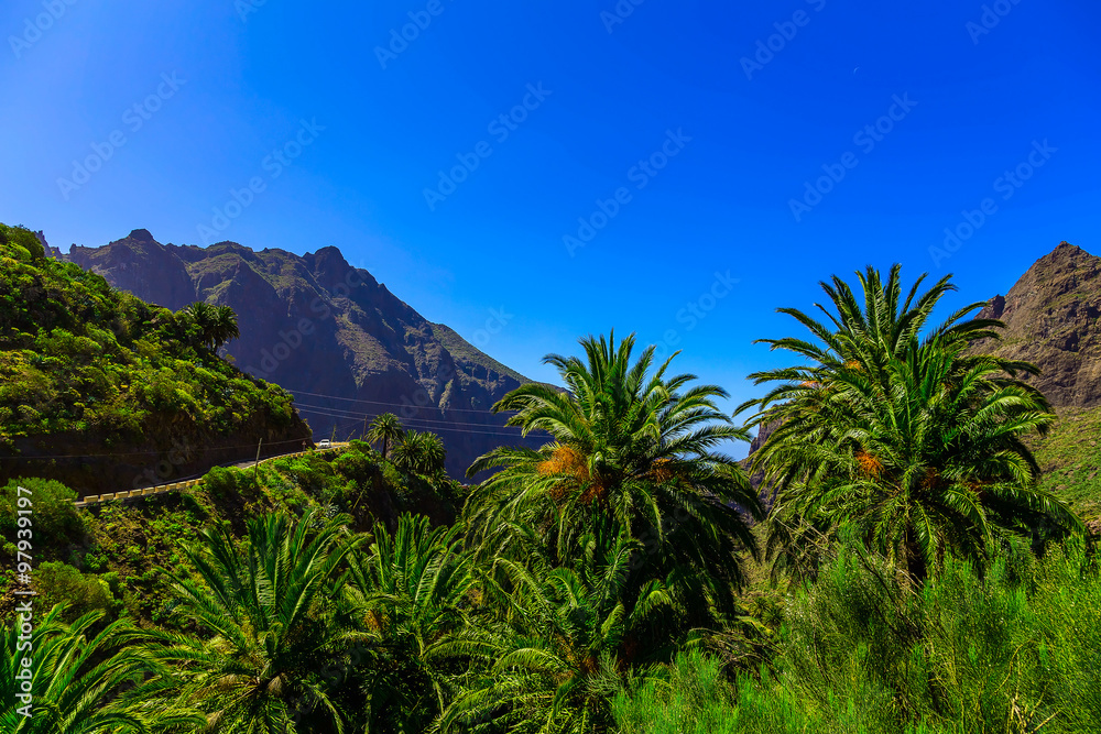 Palms in Mountain