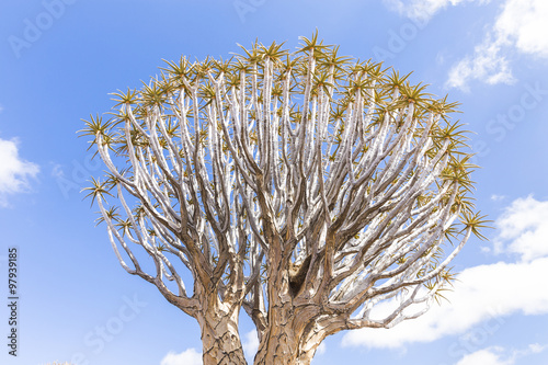 The quiver tree, or aloe dichotoma, or Kokerboom, in Namibia photo