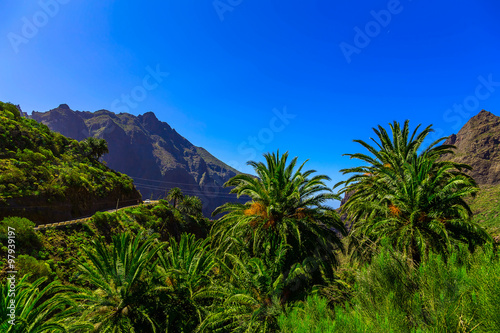 Palms in Mountain