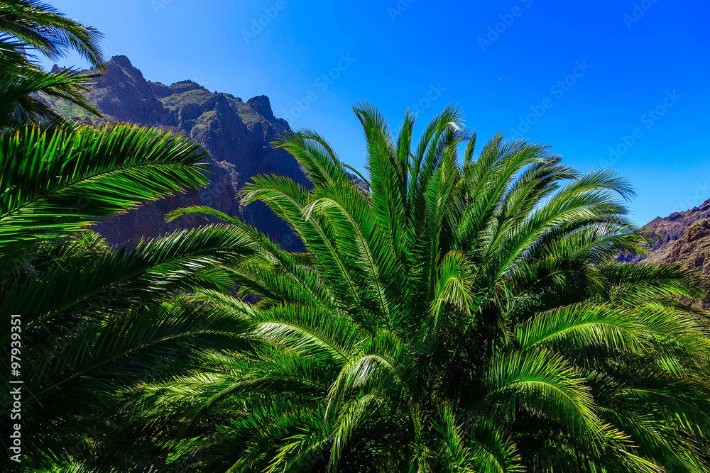 Palms in Mountain