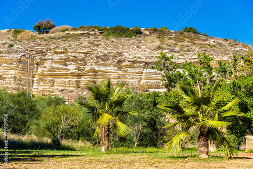 Trees at the foot of the Kourion Mount - Cyprus