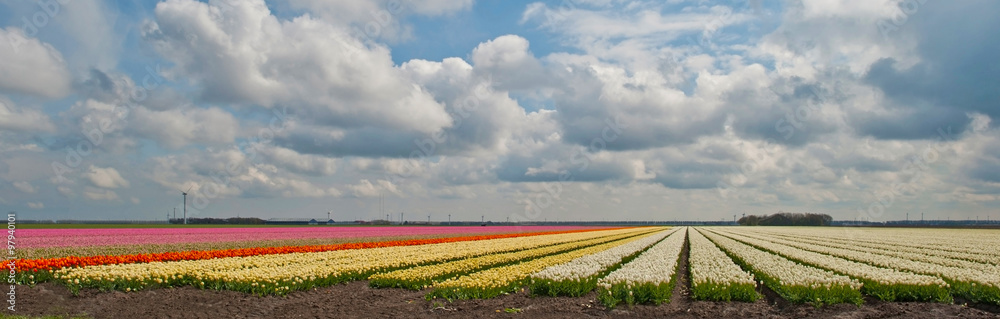 Tulips in a field in spring Tulips in a field in spring