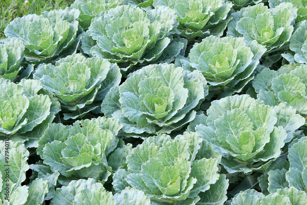 Freshly harvested cabbage Freshly harvested cabbage