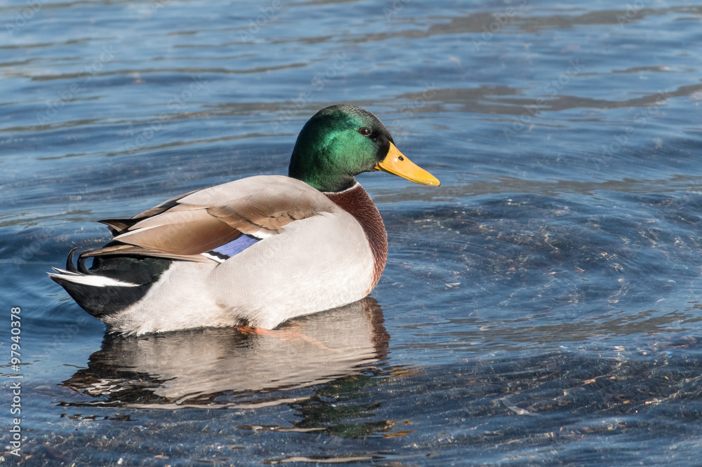 Anatra nel lago Anatra nel lago