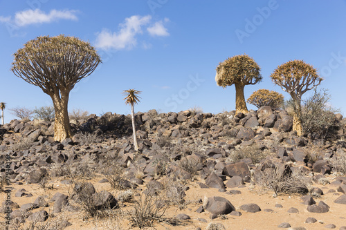 The quiver tree, or aloe dichotoma, or Kokerboom, in Namibia