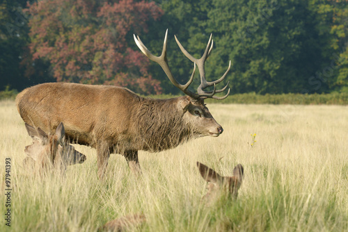 Red Deer  Deer  Cervus elaphus