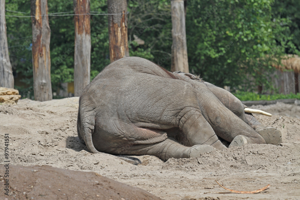 Obraz premium Elefant