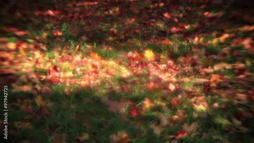 Amazing autumn carpet of color fallen maple leaves on green grass, waving on wind. Wonderful view with play of sunshine and shadow with clear central spot and defocused side fields. Magic full HD clip Amazing autumn carpet of color fallen maple leaves on green grass, waving on wind. Wonderful view with play of sunshine and shadow with clear central spot and defocused side fields. Magic full HD clip