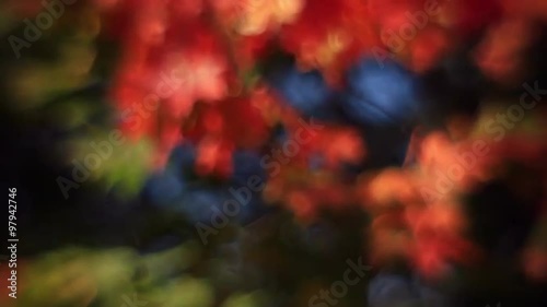 Excellent defocused tree with soft autumn colored foliage. Wonderful abstract floral background in fairy tale style for dreamlike romantic mood. Adorable lyric view of magic forest in amazing full HD.