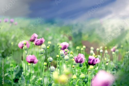 Fototapeta Naklejka Na Ścianę i Meble -  Beautiful purple poppy flowers