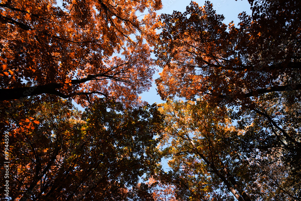 Autumn sky through golden-leaved trees