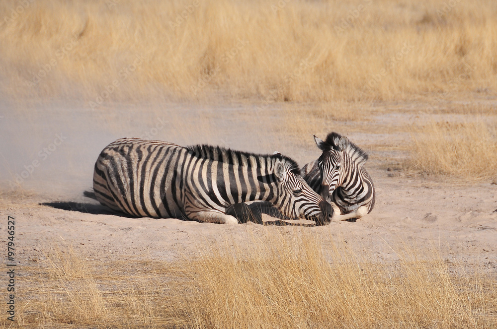 Obraz premium Zebra