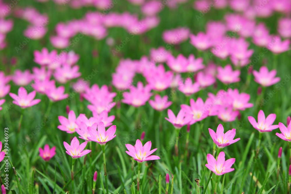 rain lily flower