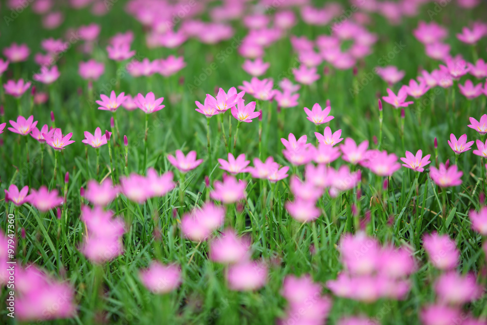 rain lily flower