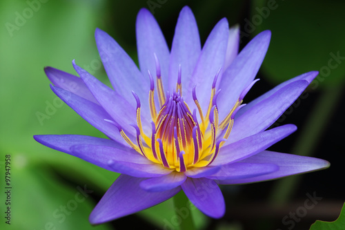 colorful lotus flower