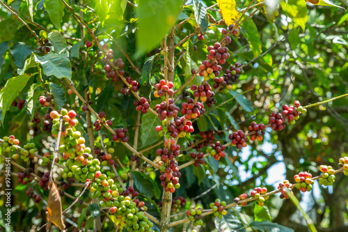 Kaffeekirschen auf einer Plantage in Costa Rica