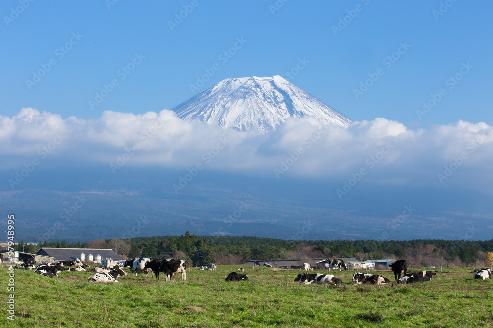 霧降高原の牧場と富士山